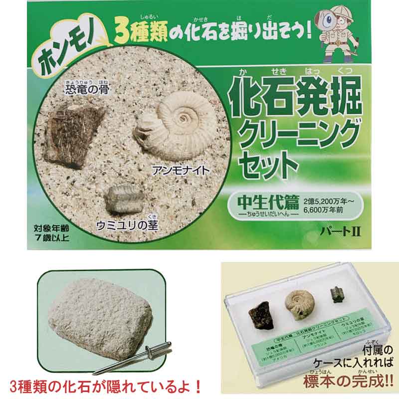 奇跡の化石！700万年前のウニArthur Court Designs 限定品！ 奇跡の