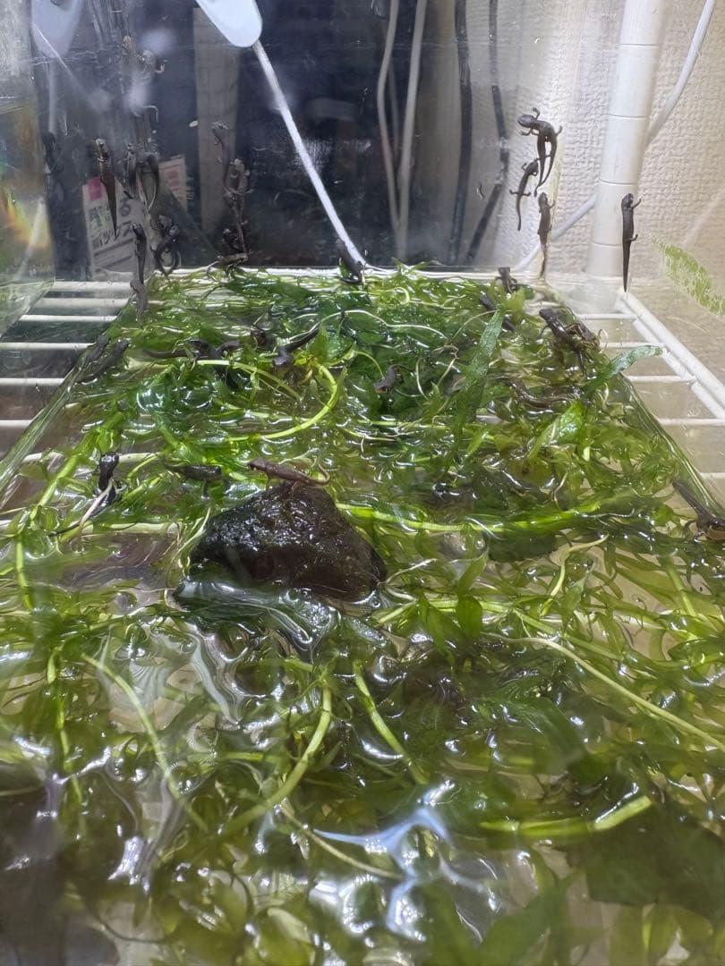 【ピコさん専用】アナカリス 水草 中型 大束 佗び草 & BIO みずくさの森の基礎知識 ② | AQUA DESIGN AMANO